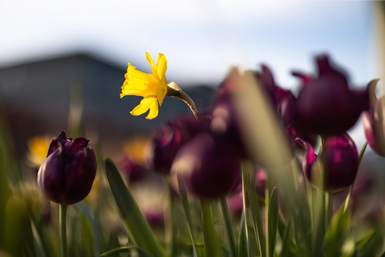 Canon RF 50mm f/1.2mm Lens Review