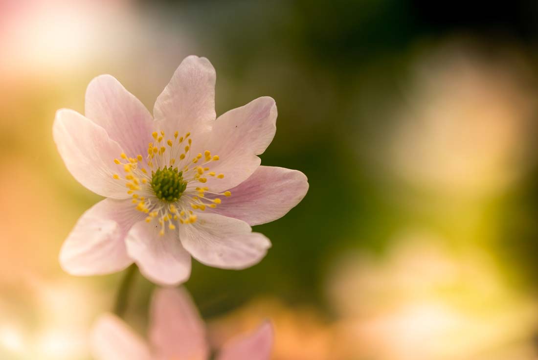 Getting close up: the world of macro photography