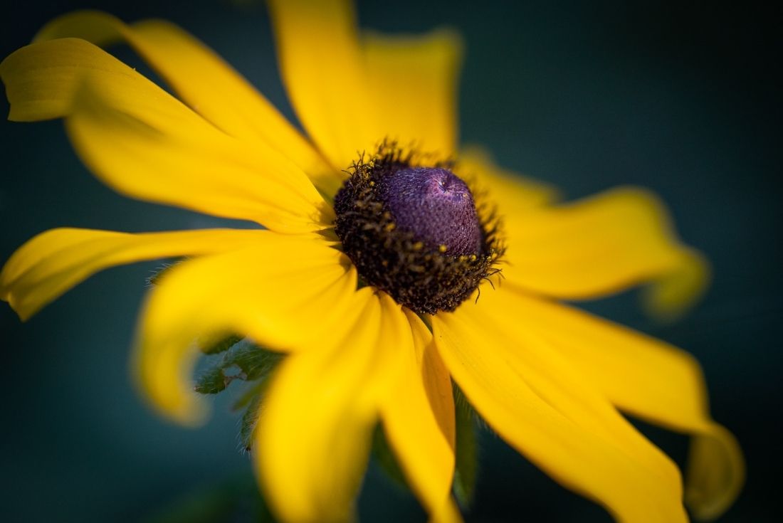 The Sony A7C : The Perfect Gift for the Travel Photographer in your Family (Even if that's you!)