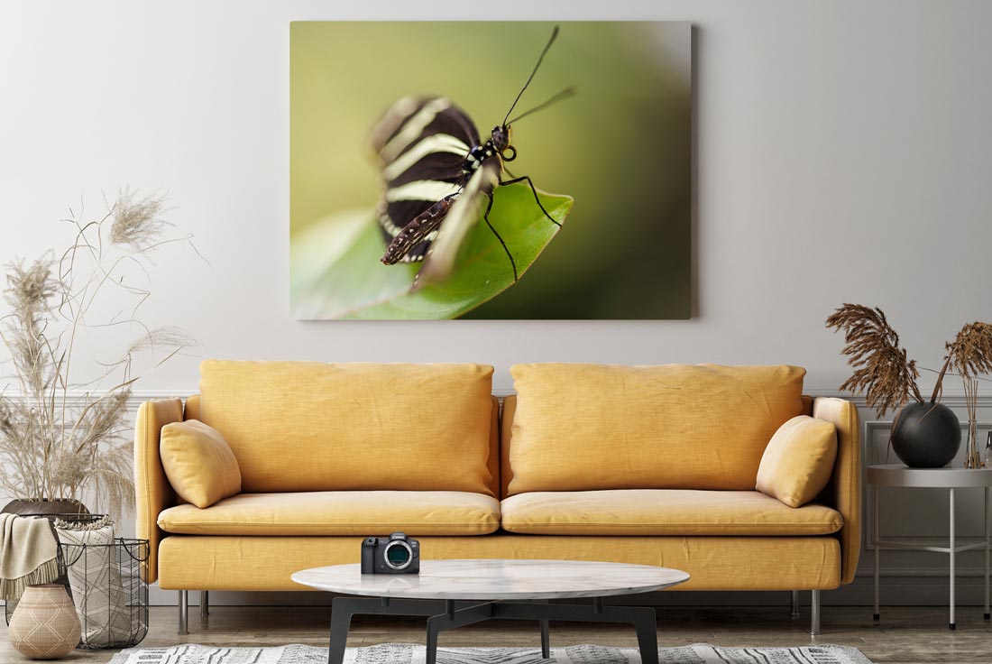Canon EOS R5 plus print of butterfly taken with the camera