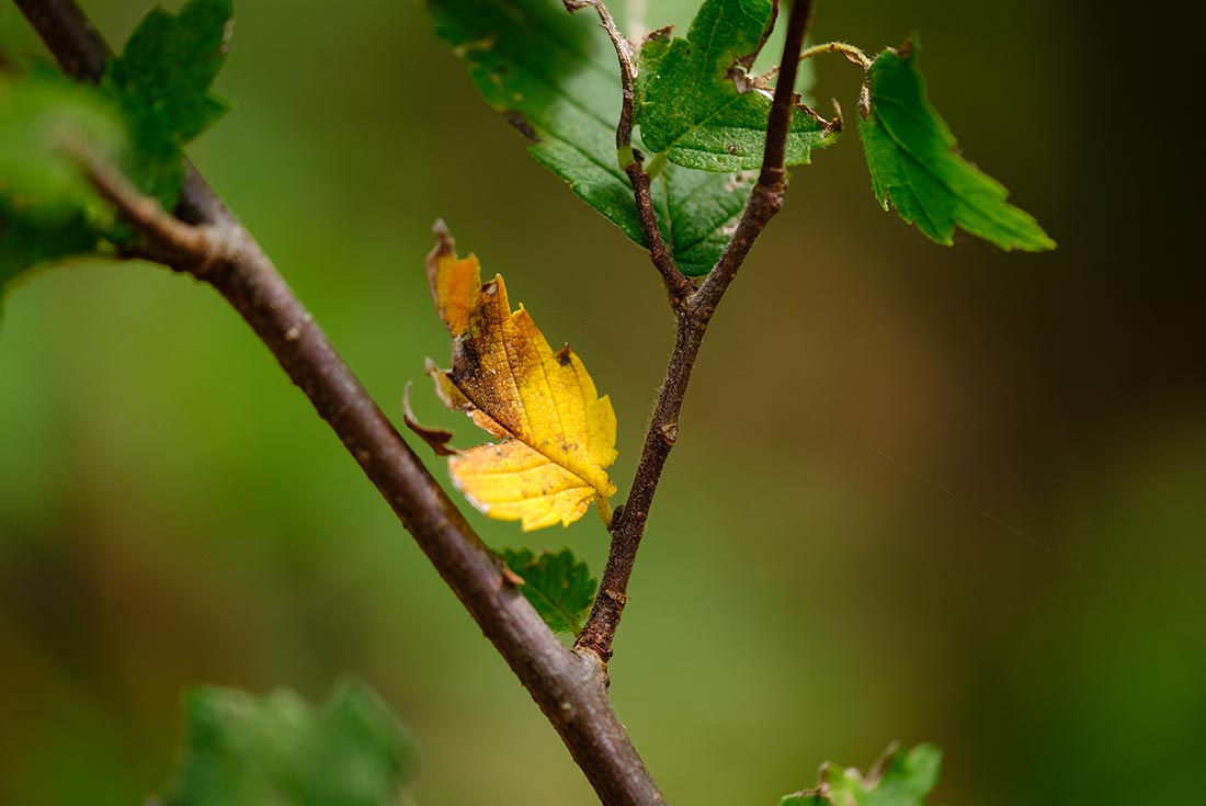 Local Outdoor Photography Spots Near Omaha: Heron Haven