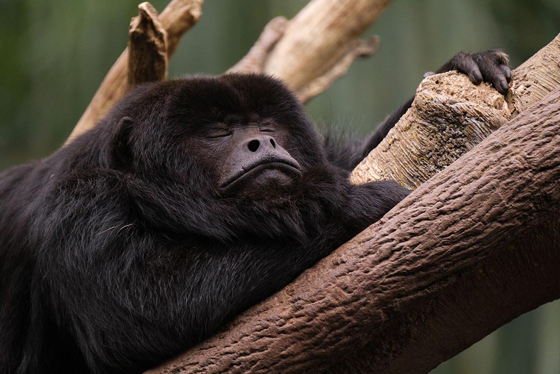 Tips for Taking Better Photographs at the Zoo