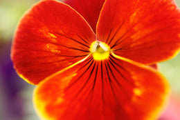Macro photography with the Canon RF 85mm F/2 Lens