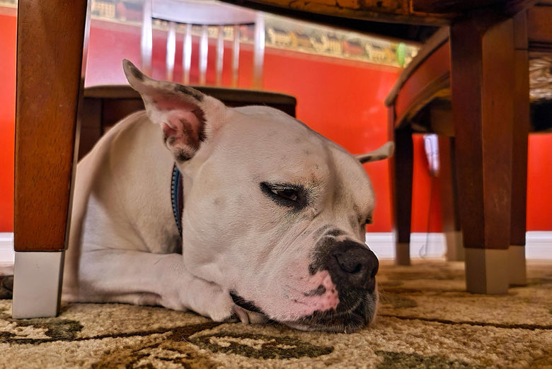 A day in the life of Sammy - sleeping under the chair