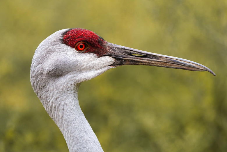 Photographing the Nebraska Sandhill Crane Migration