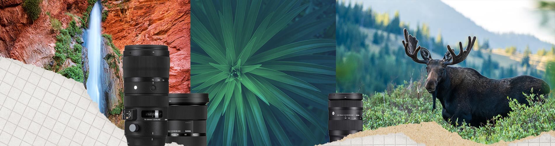Collage of a moose, camera lenses, and natural landscapes.