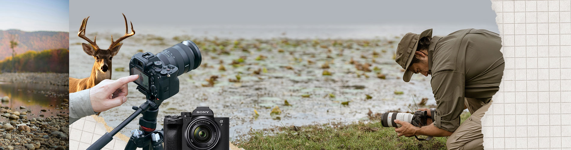 Collage of a person with a camera, a deer, and a person with cameras in a natural setting.