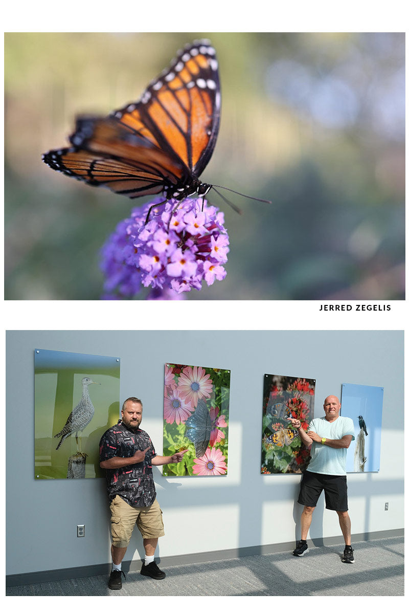 Butterfly on a purple flower with two people standing in front of nature-themed wall art.