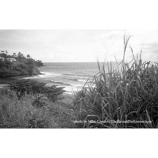 Film Photography Project Dracula 35mm Black and White Film Image Sample