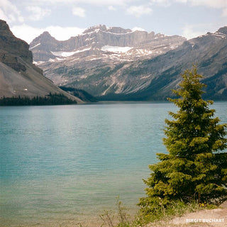 Lake with mountains and a tree in the foreground