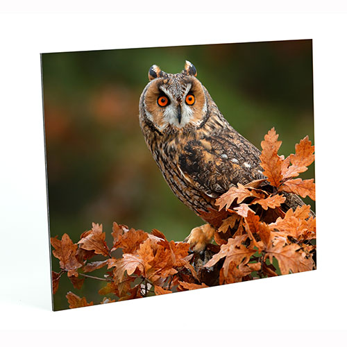 Owl perched on a branch with autumn leaves against a blurred natural background