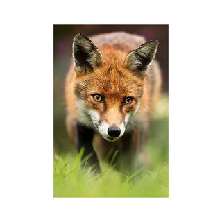 Fine Art Prints