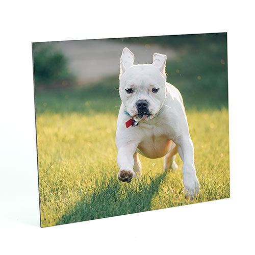 presentation print of Sammy the pup