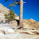 Tree on a rocky hillside with a clear blue sky