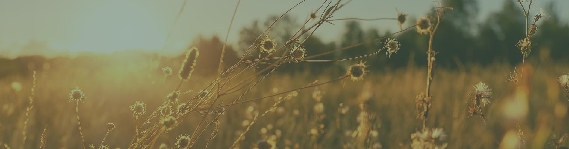 Sunflower field with a warm glow at sunset
