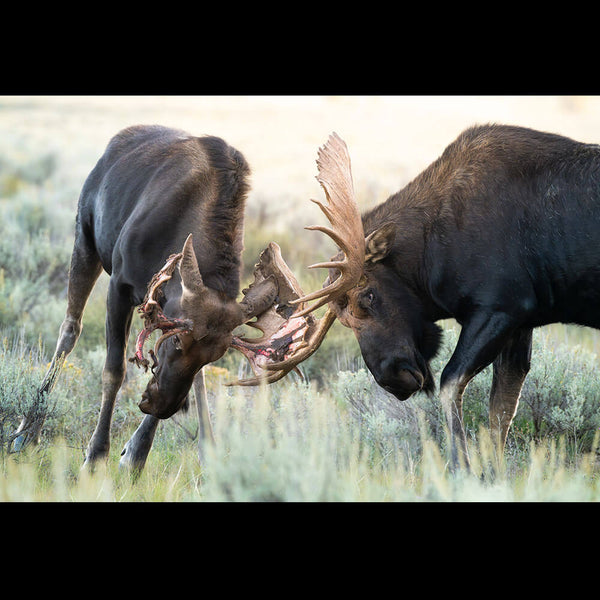 Two large elk or moose-like animals with antlers facing each other in a grassy outdoor setting, with one animal's head lowered and the other's antlers spread wide.