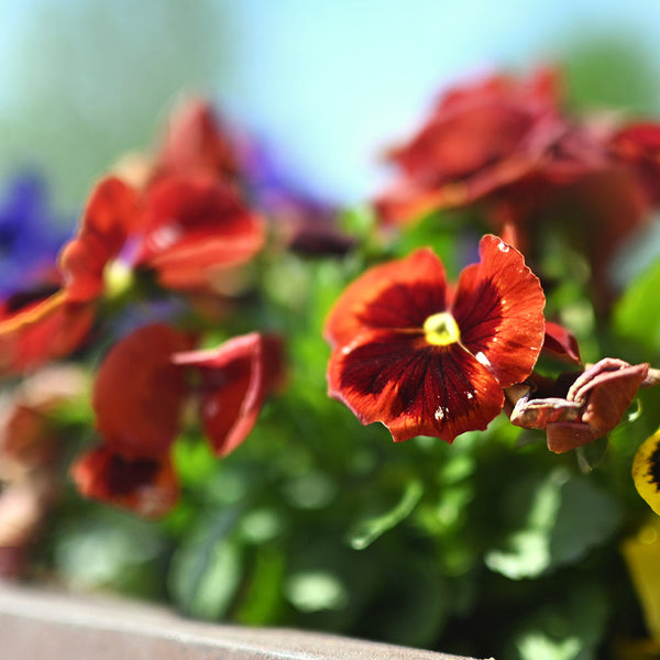 Close-up image of flowers taken with the Nikon Z 35mm F1.2 lens