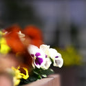 Close-up of flowers taken with the Nikon Z 50mm F1.2 Lens