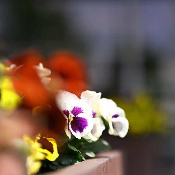 Close-up of flowers taken with the Nikon Z 50mm F1.2 Lens
