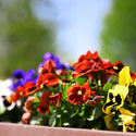 Flowers in a pot captured with the Nikon Z 50mm F1.8S lens