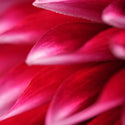 macro view of flower petals taken with the Sony a7R5 and 100mm f2.8 lens