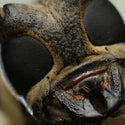 Close-up of a beetle's eye and body  taken with the Sony a7R5 and 100mm f2.8 lens