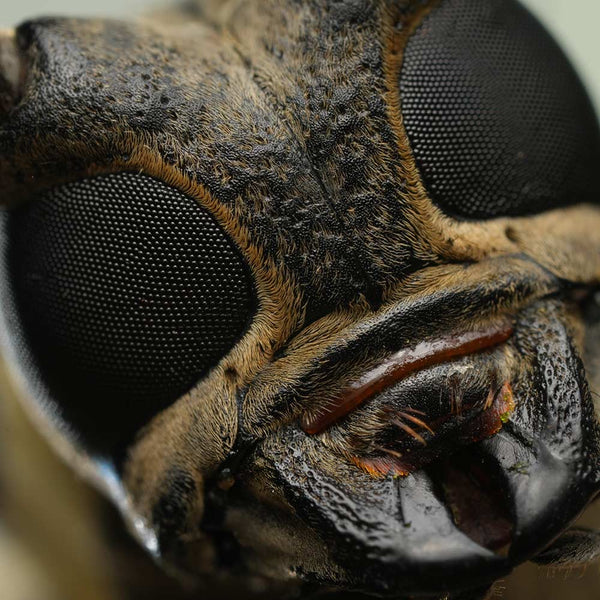 Close-up of a beetle's eye and body  taken with the Sony a7R5 and 100mm f2.8 lens