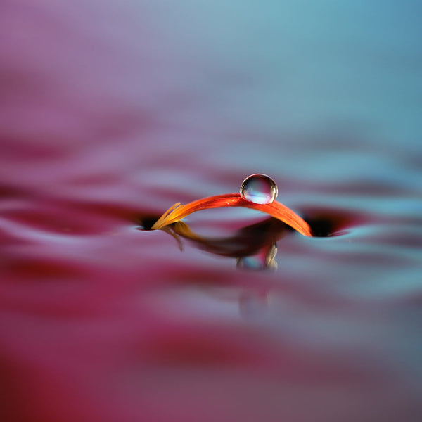 Close-up of a red feather with water droplet on a blurred water surface  taken with the Sony a7R5 and 100mm f2.8 lens