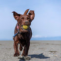 dog running on a beach with a ball in it's mouth
