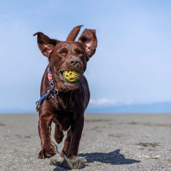 dog running on a beach with a ball in it's mouth