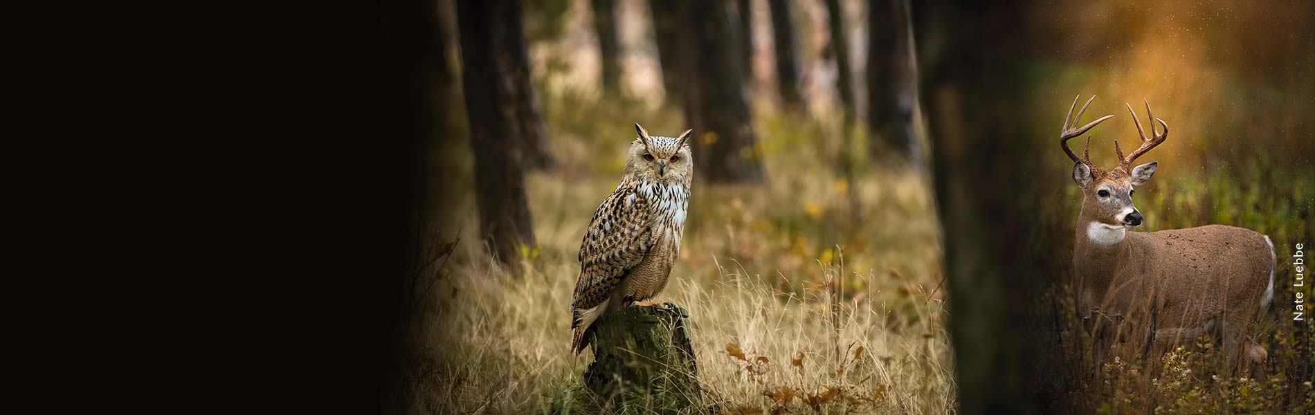 an owl sitting on a stump and a deer in the forest